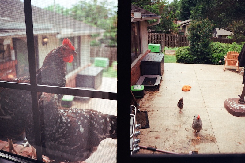 chickens diptych