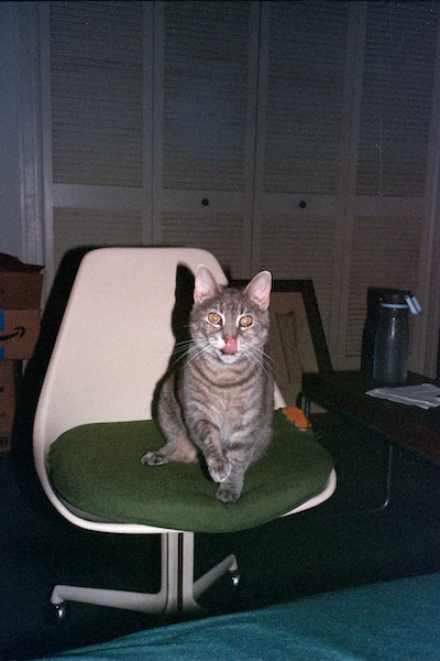 cat